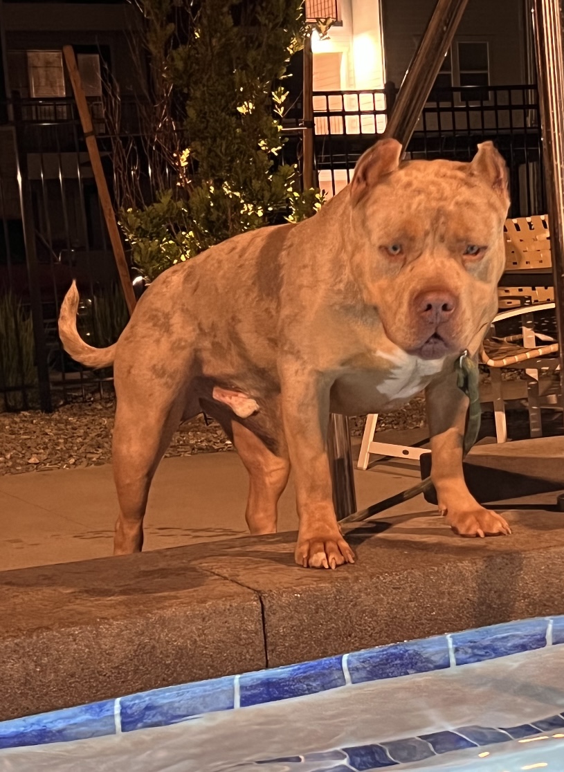 Dog Featured Image