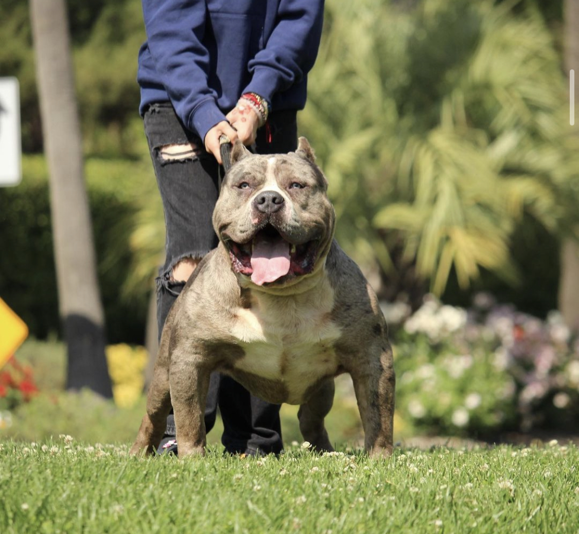 Dog Featured Image