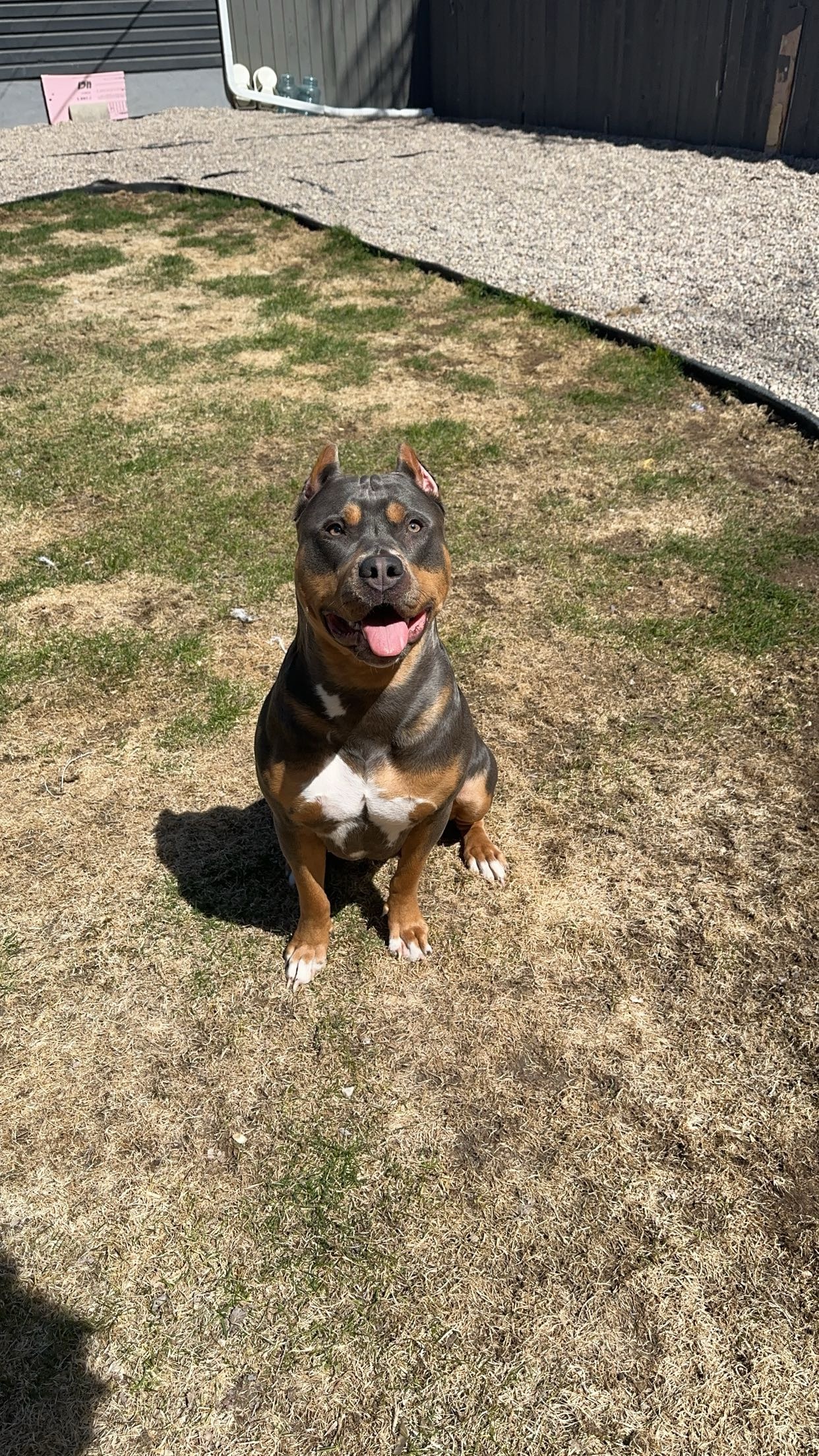 Dog Featured Image