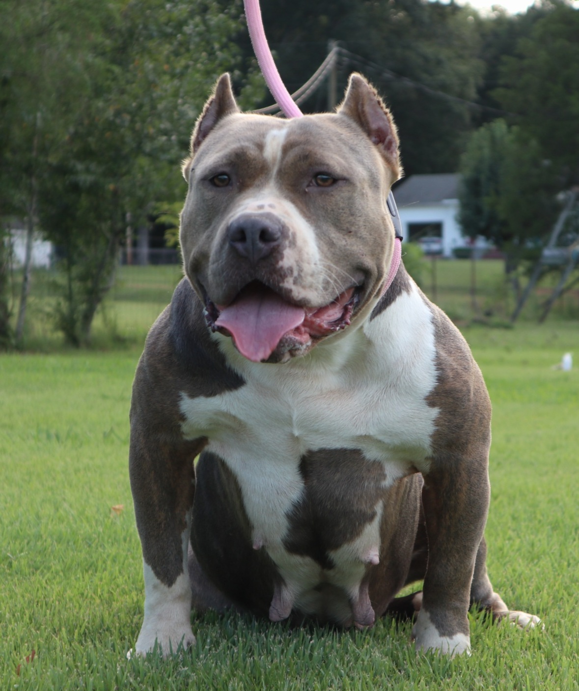 Dog Featured Image