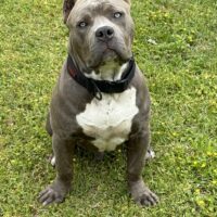Dog Featured Image