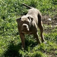 Dog Featured Image