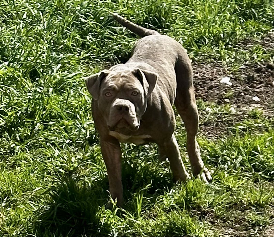 Dog Featured Image