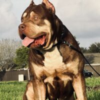 Dog Featured Image