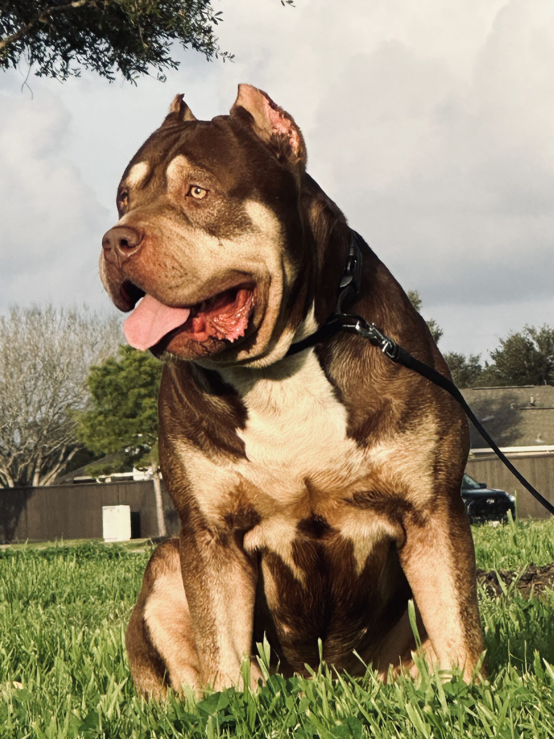 Dog Featured Image