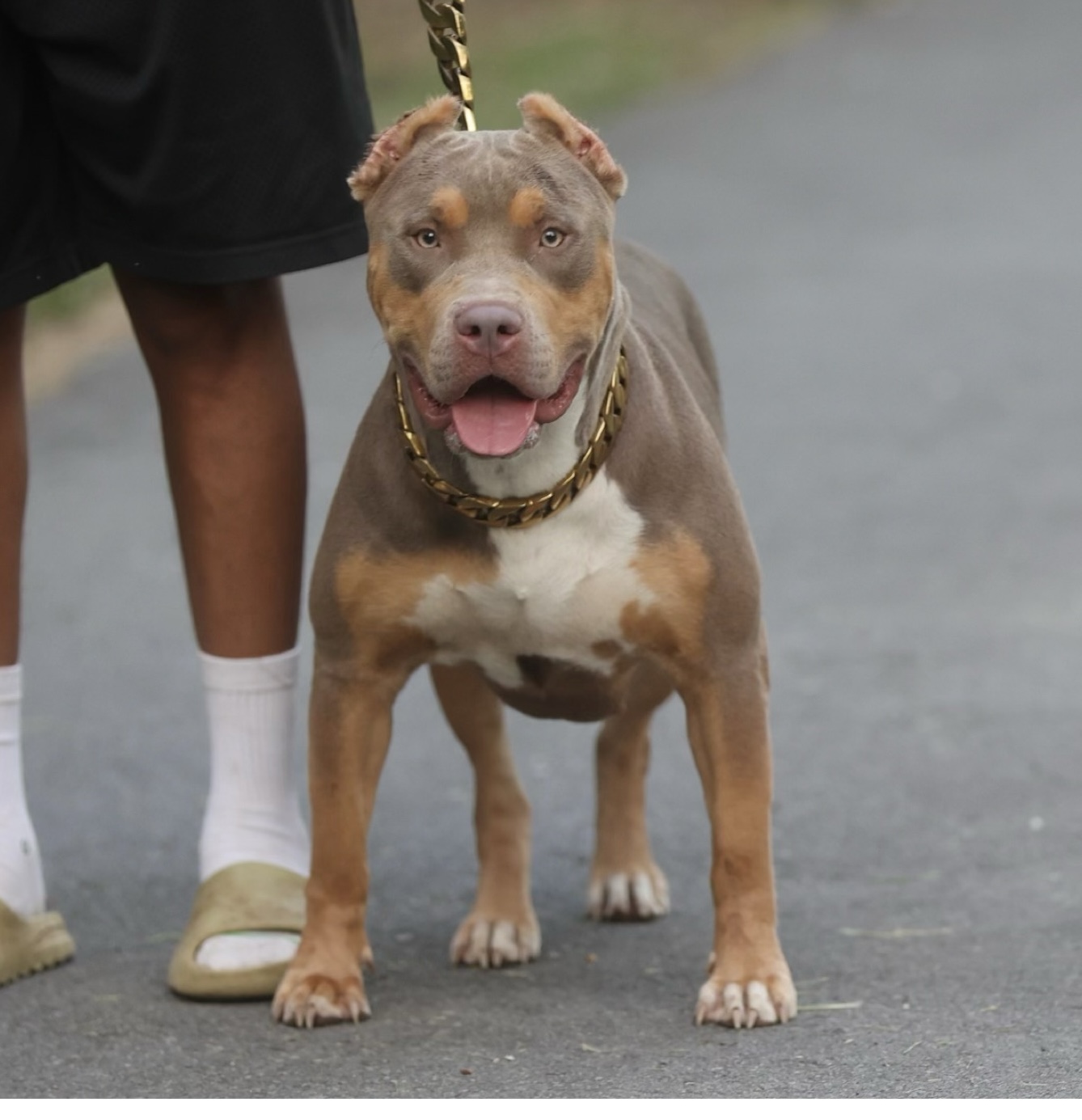 Dog Featured Image
