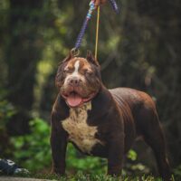 Dog Featured Image