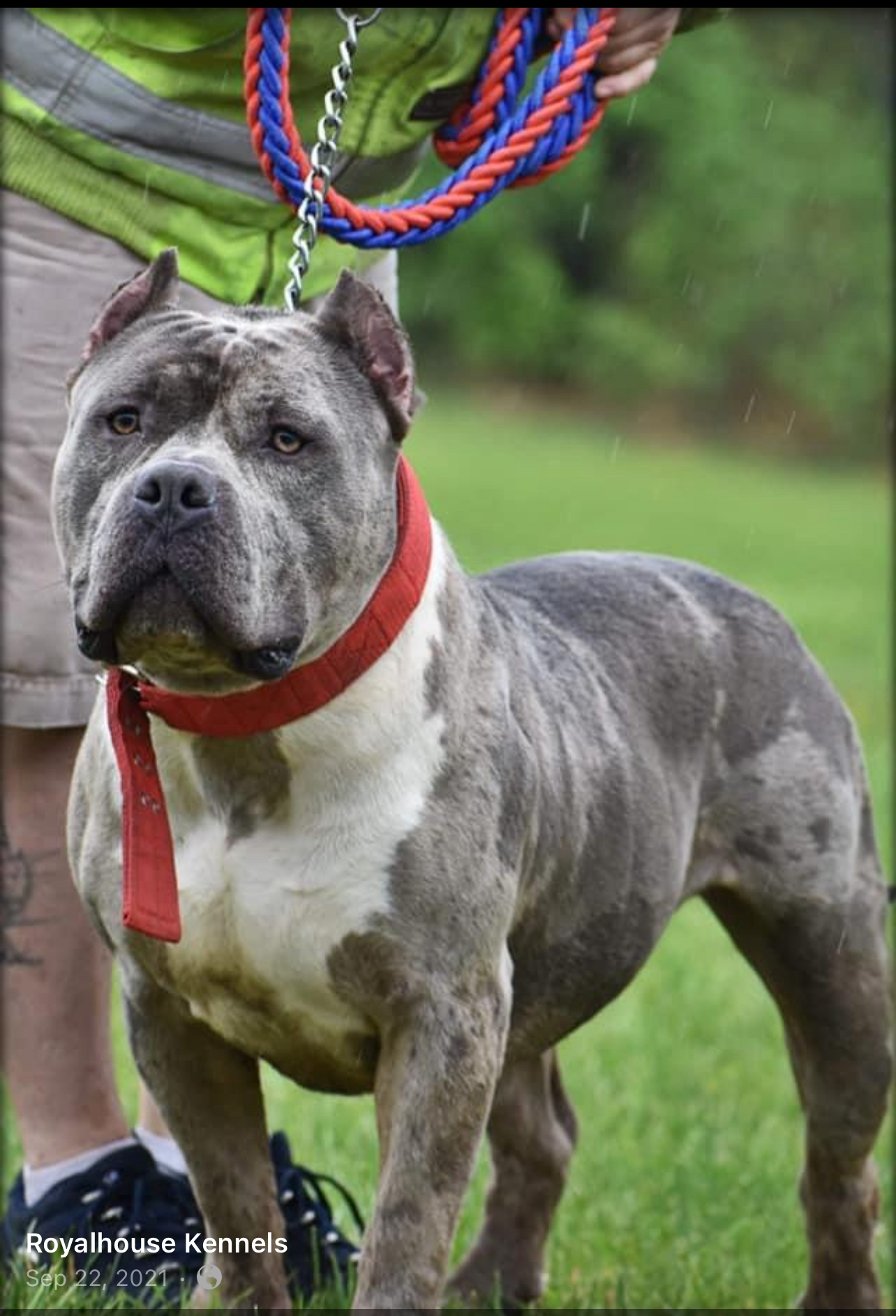 Dog Featured Image
