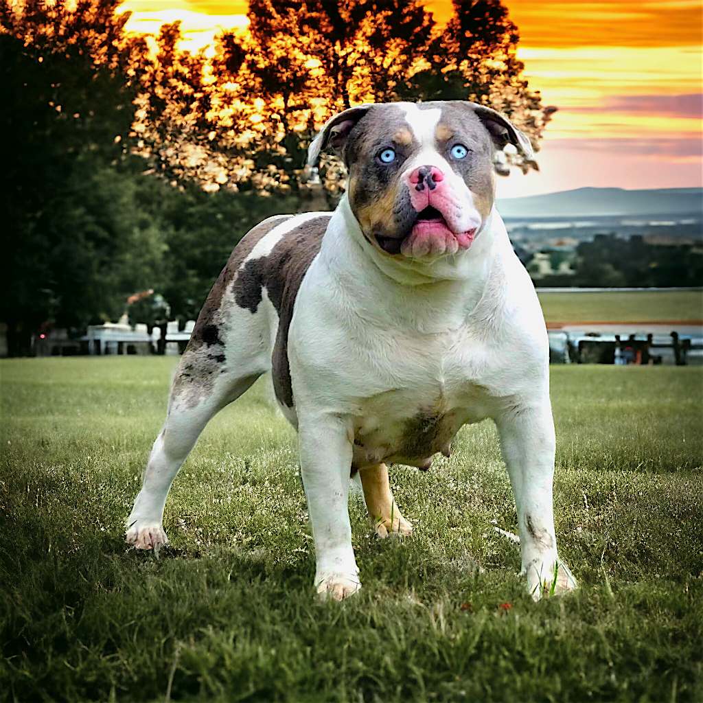 Dog Featured Image