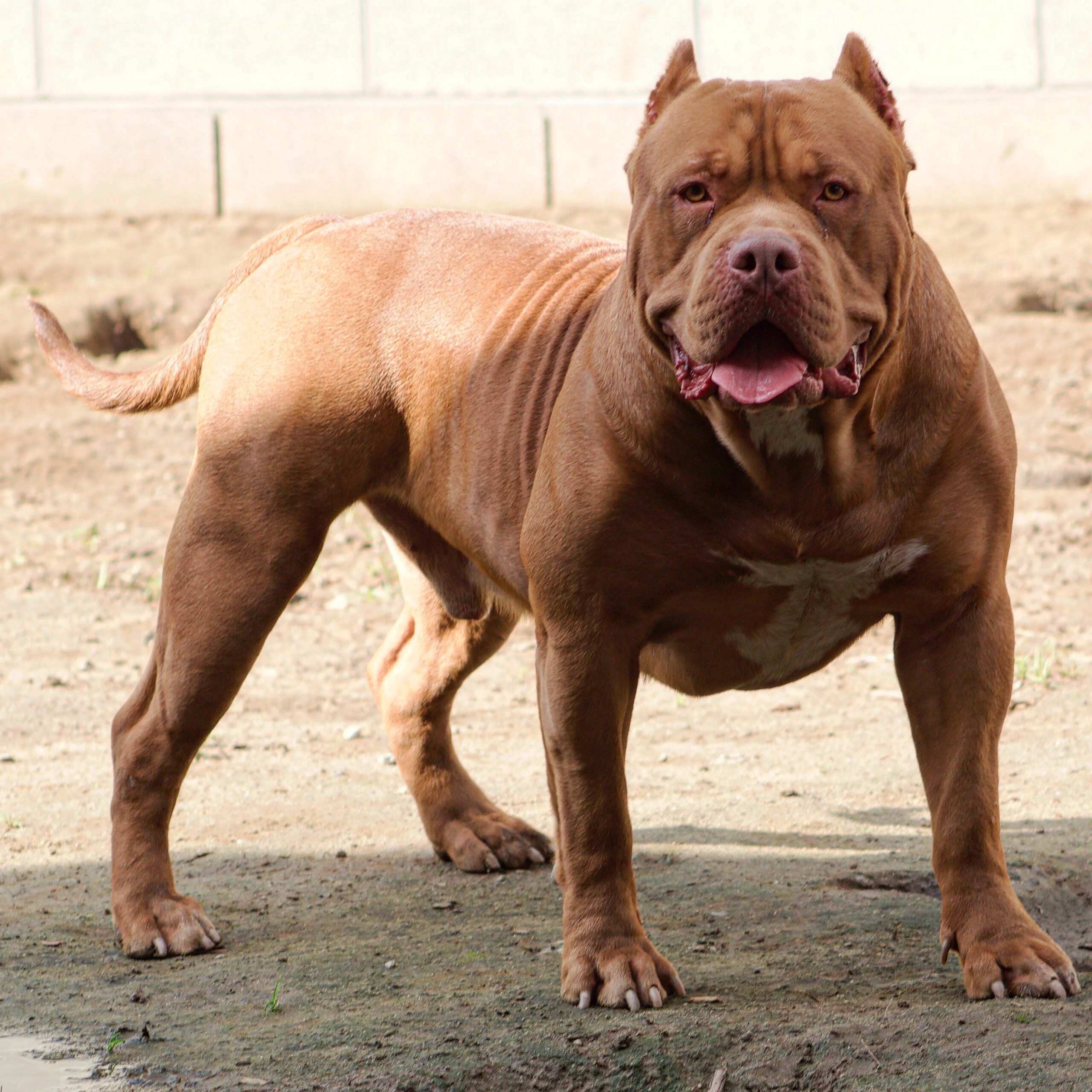 Dog Featured Image