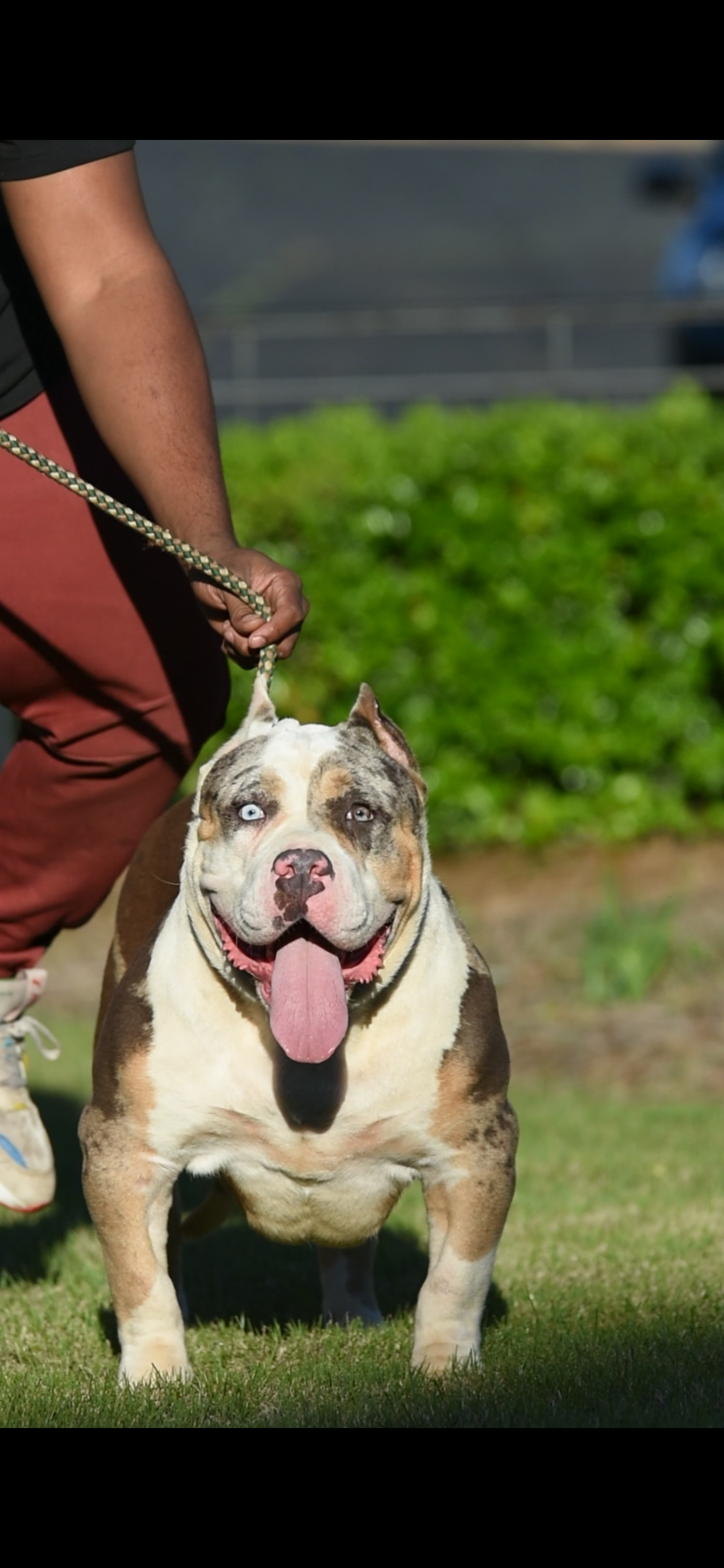 Dog Featured Image