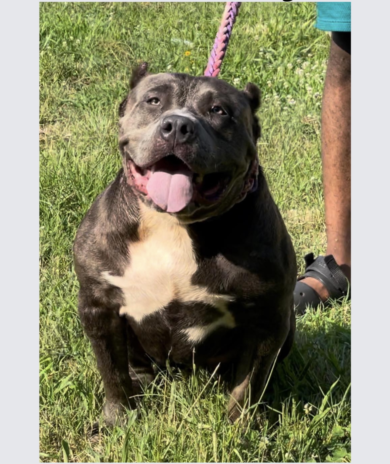 Dog Featured Image