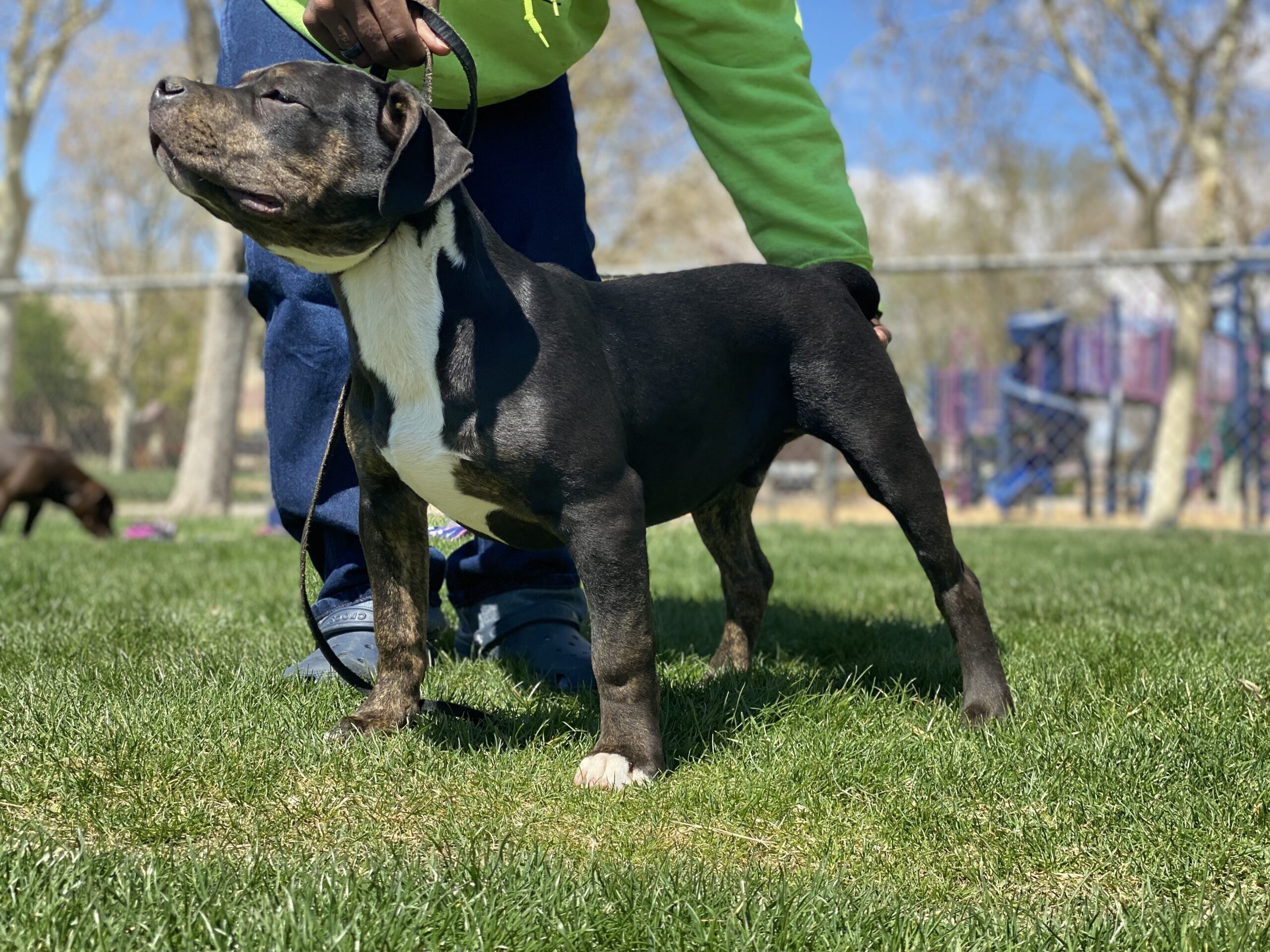 Dog Featured Image