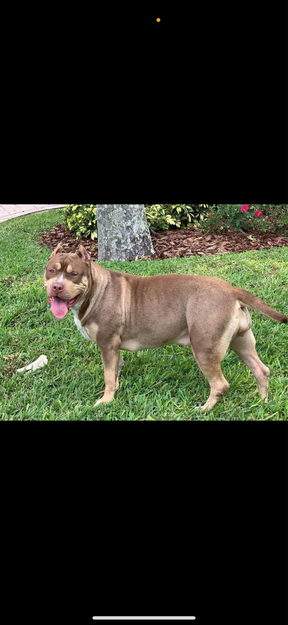 Dog Featured Image