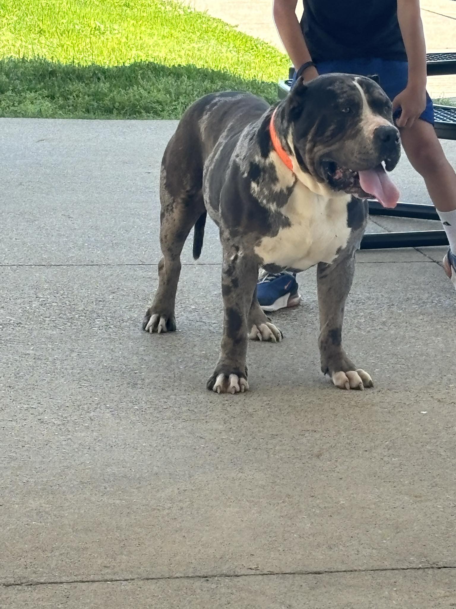 Dog Featured Image