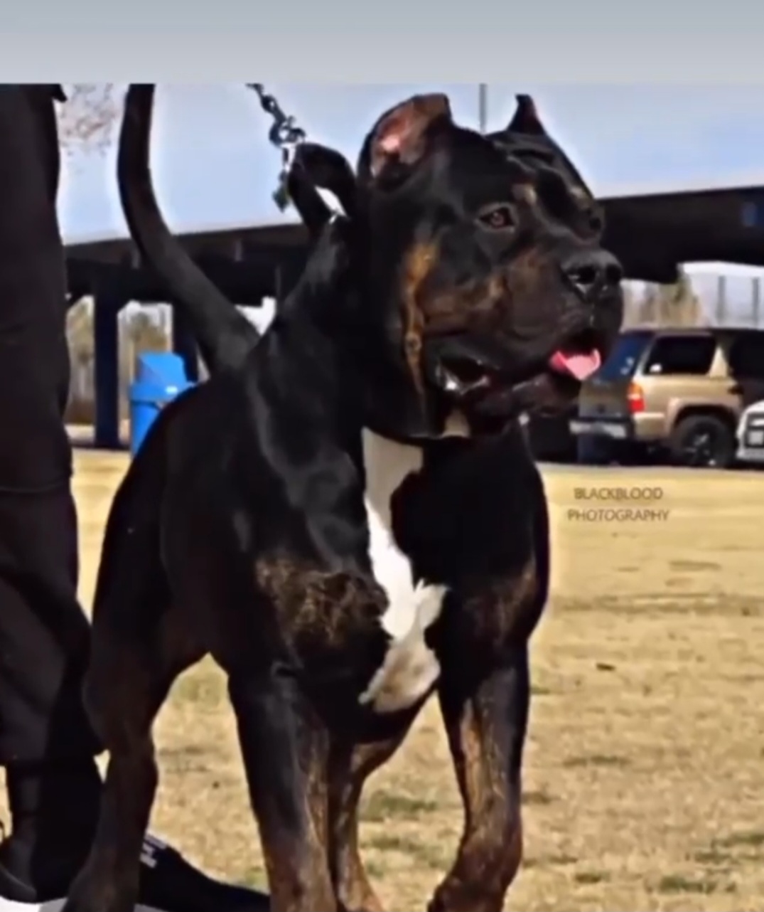 Dog Featured Image