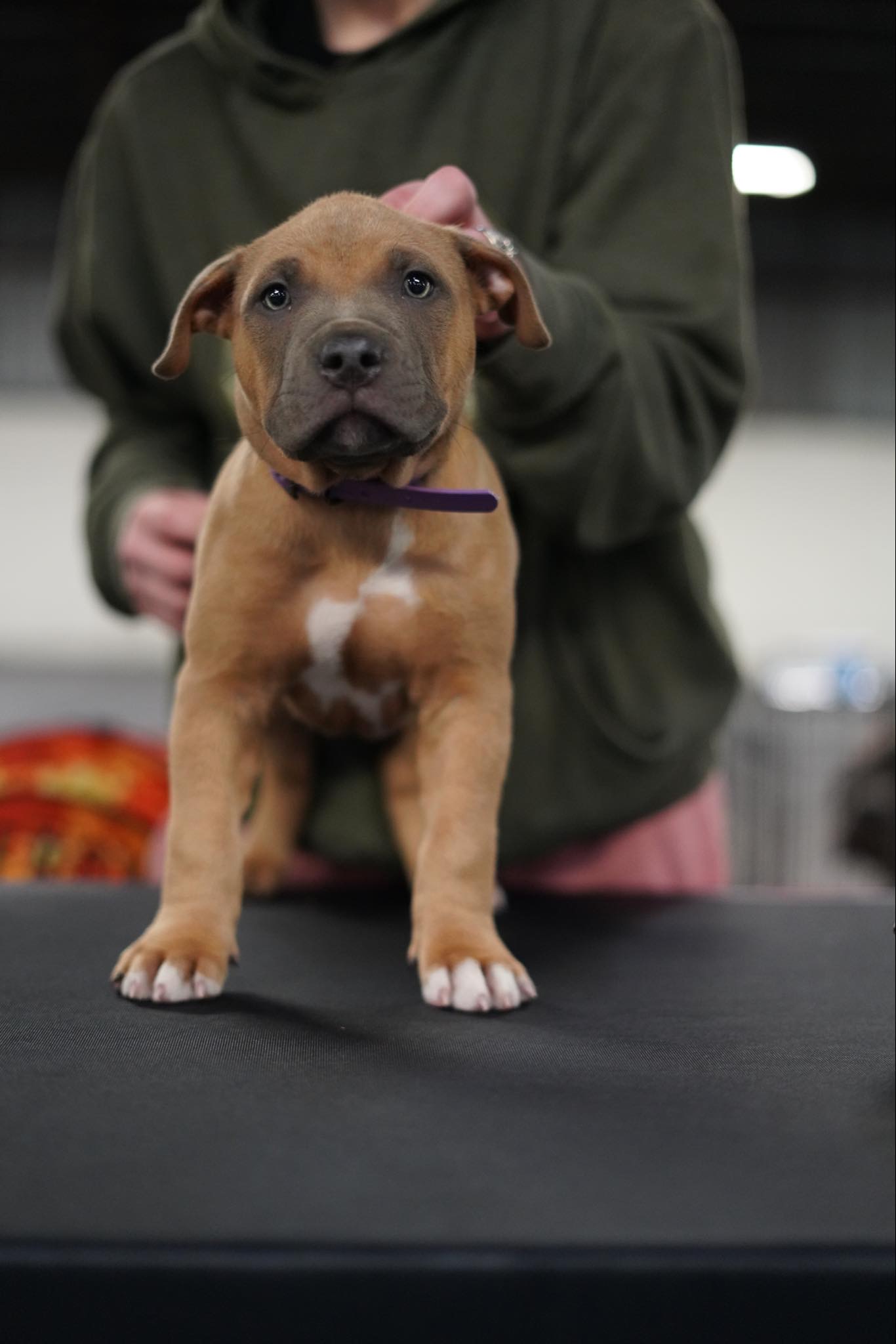 Dog Featured Image