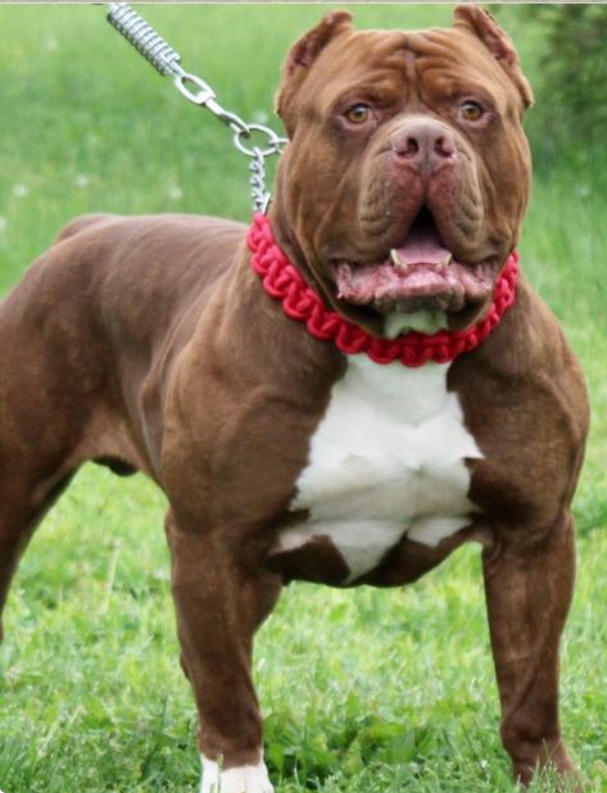 Dog Featured Image