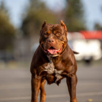 Dog Featured Image