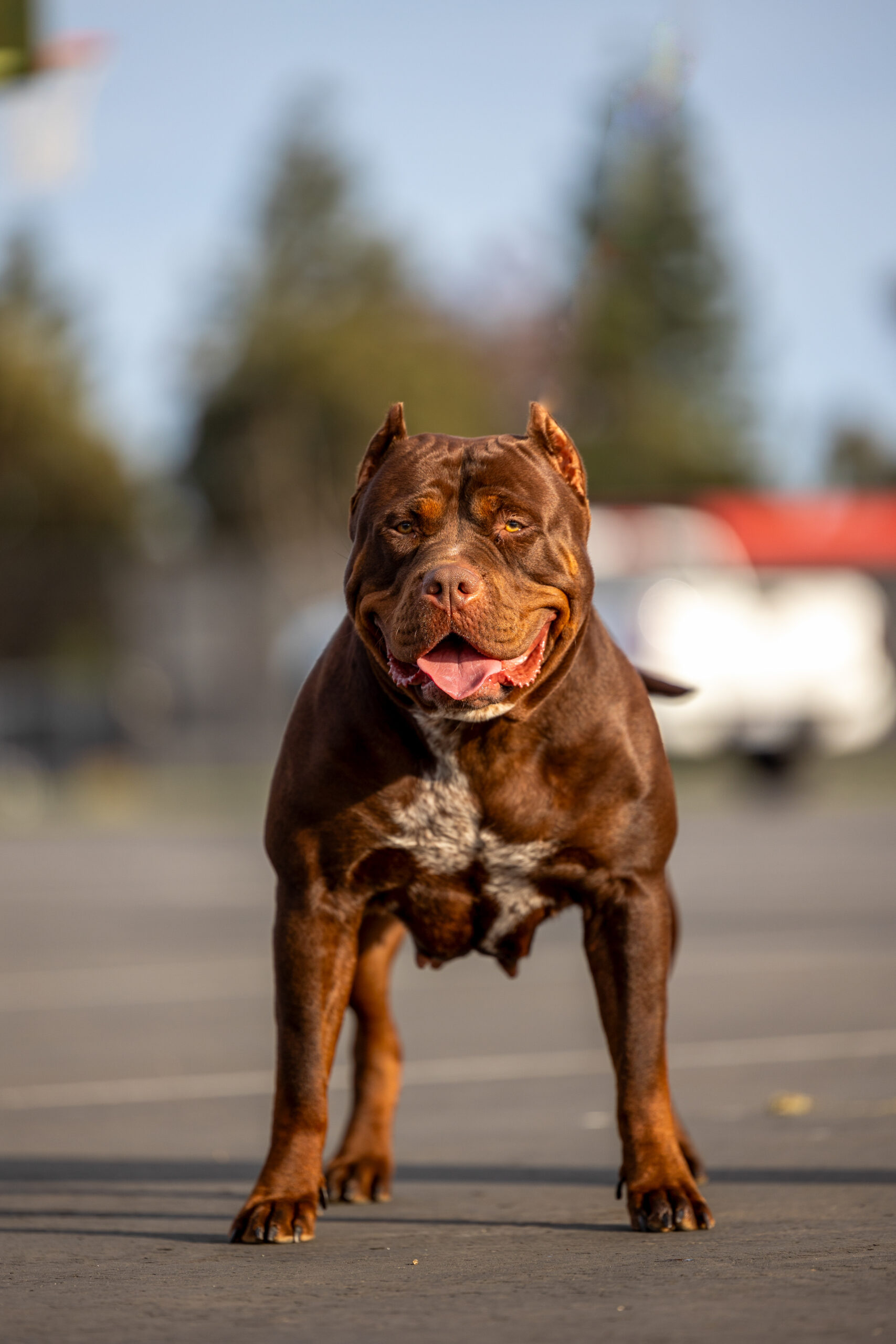 Dog Featured Image