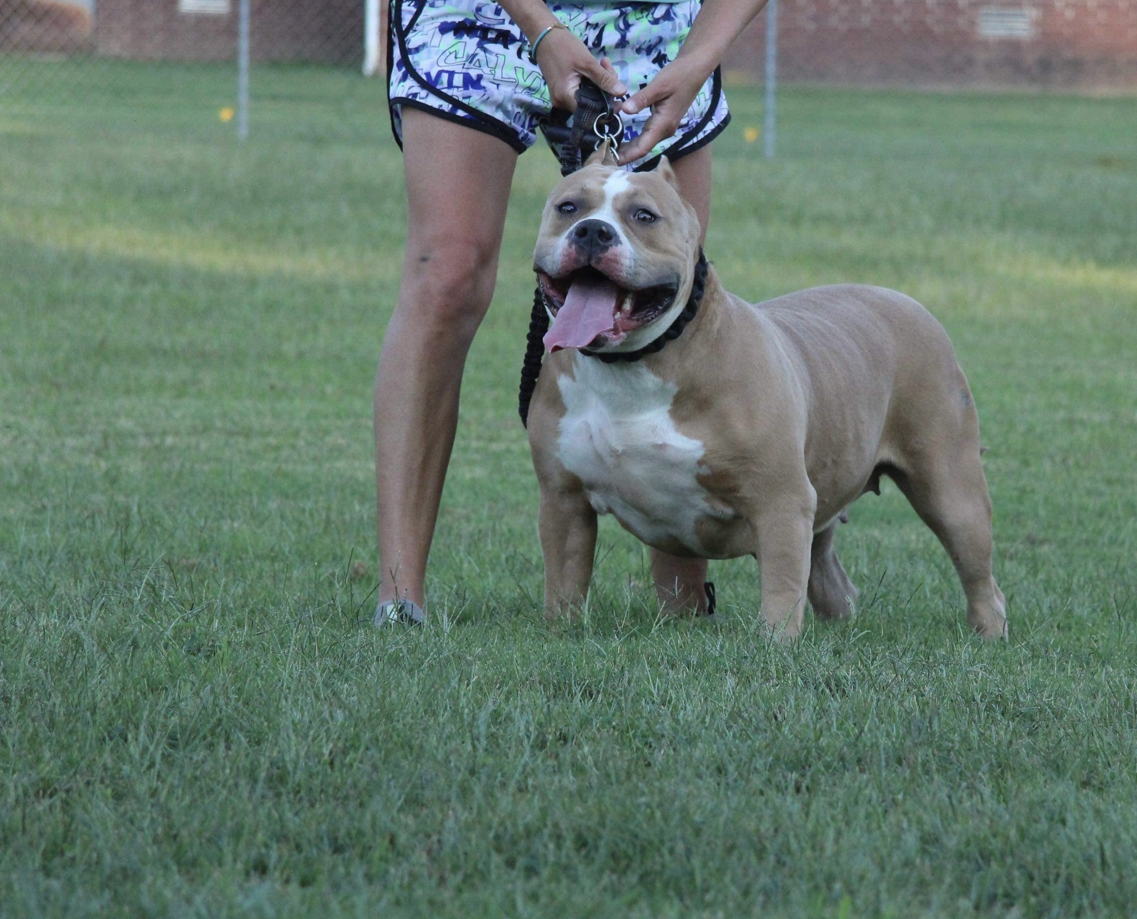 Dog Featured Image