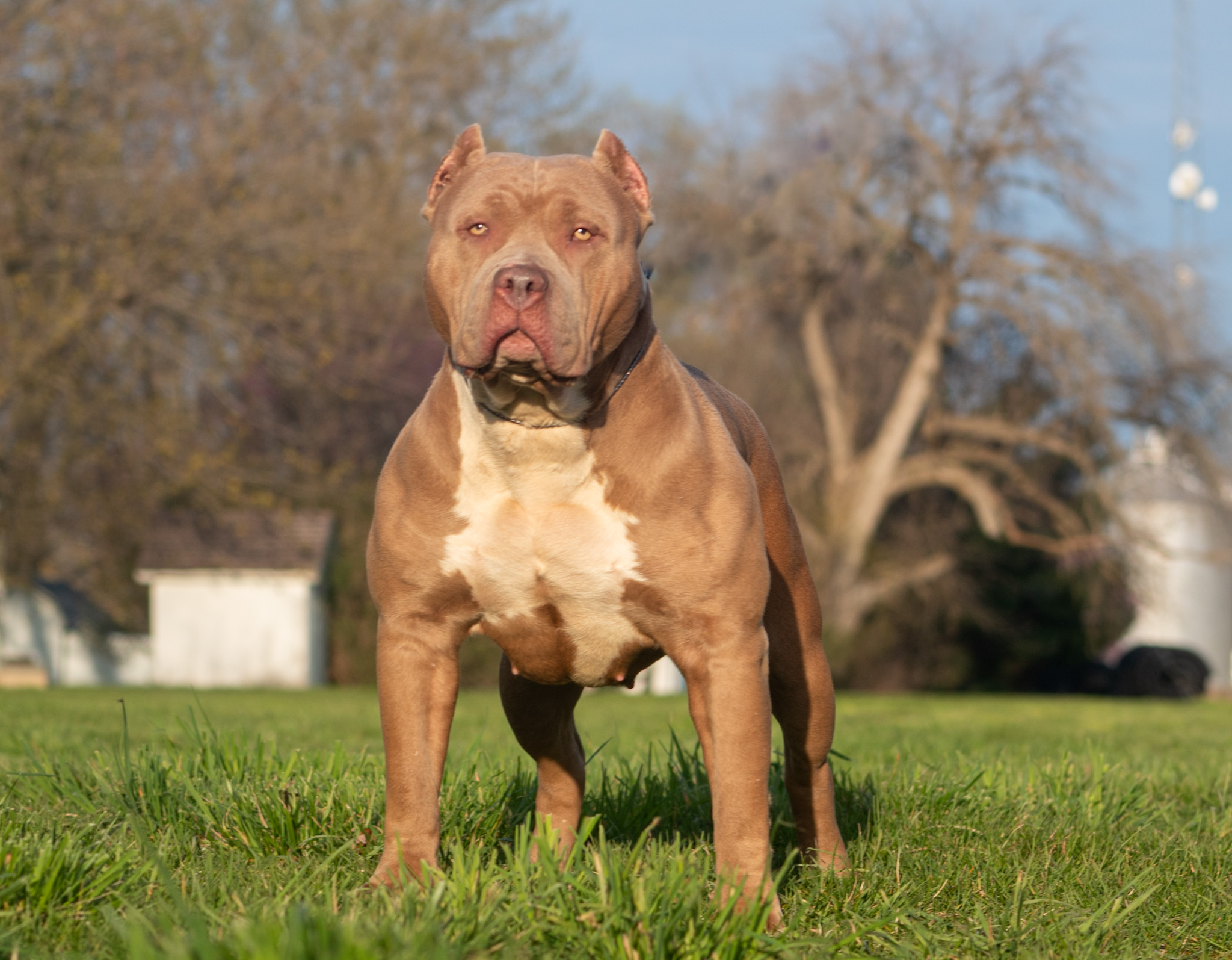 Dog Featured Image