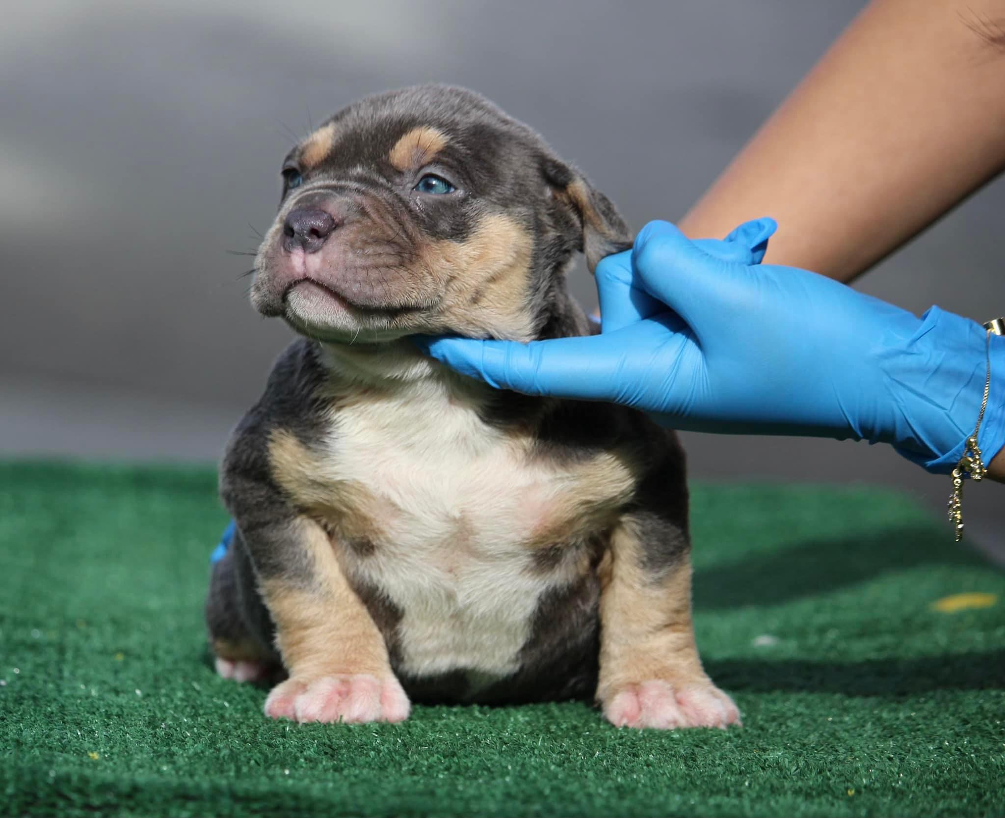Dog Featured Image