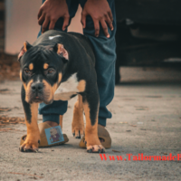 Dog Featured Image