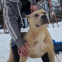 Dog Featured Image