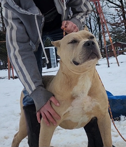 Dog Featured Image