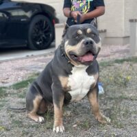 Dog Featured Image