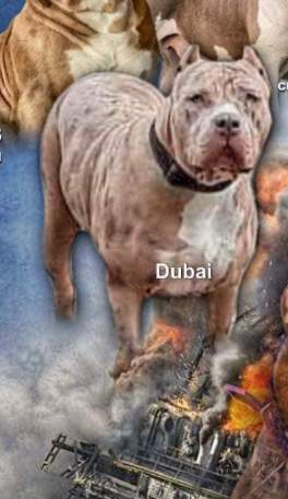 Dog Featured Image