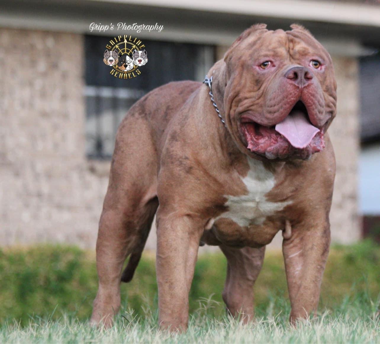 Dog Featured Image