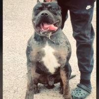 Dog Featured Image
