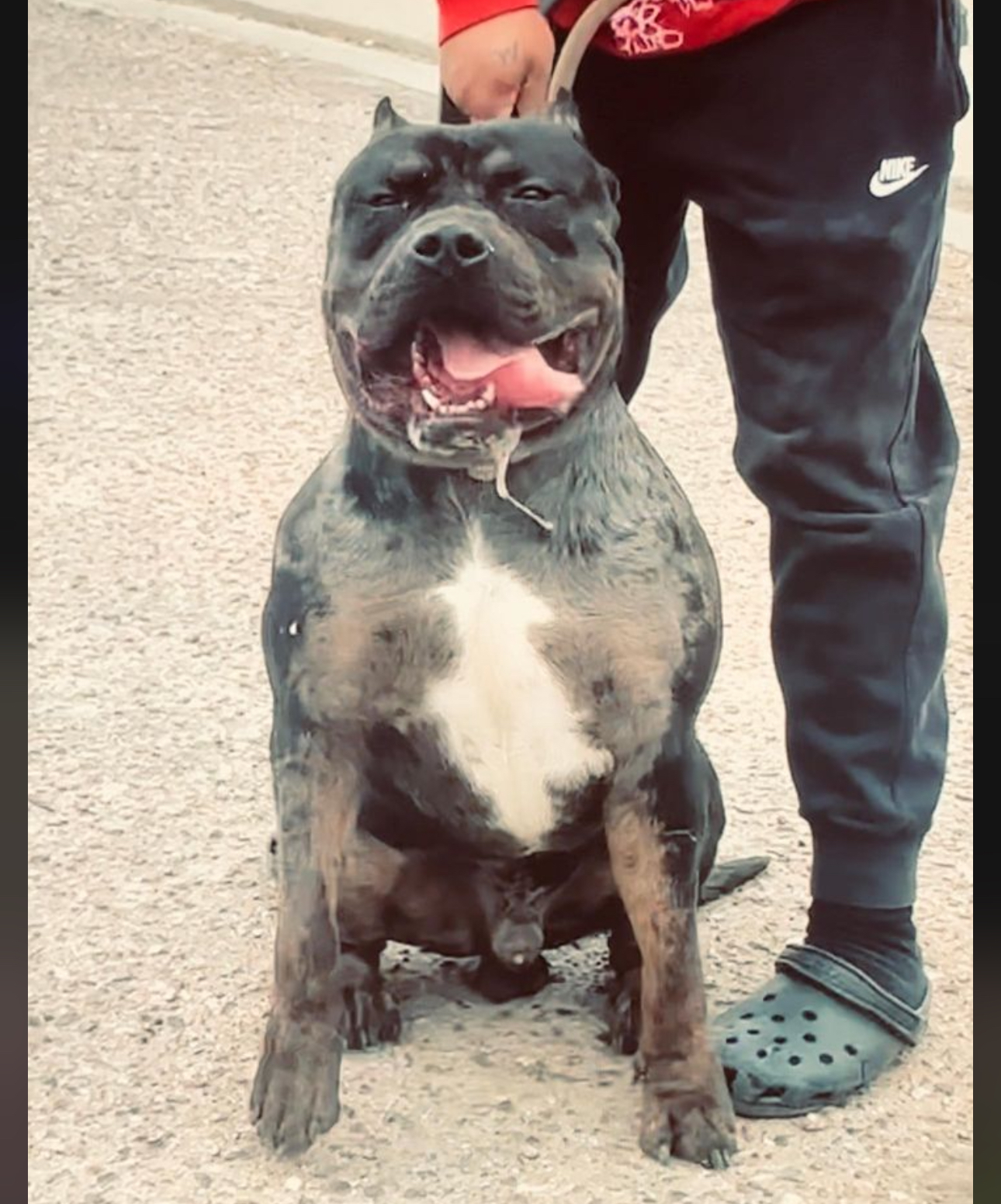 Dog Featured Image