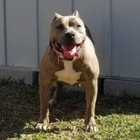 Dog Featured Image