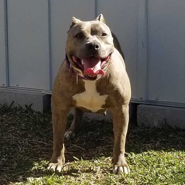 Dog Featured Image