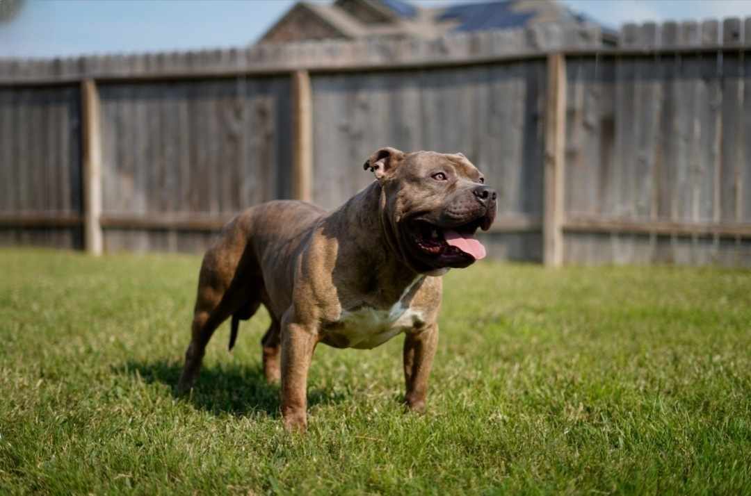 Dog Featured Image