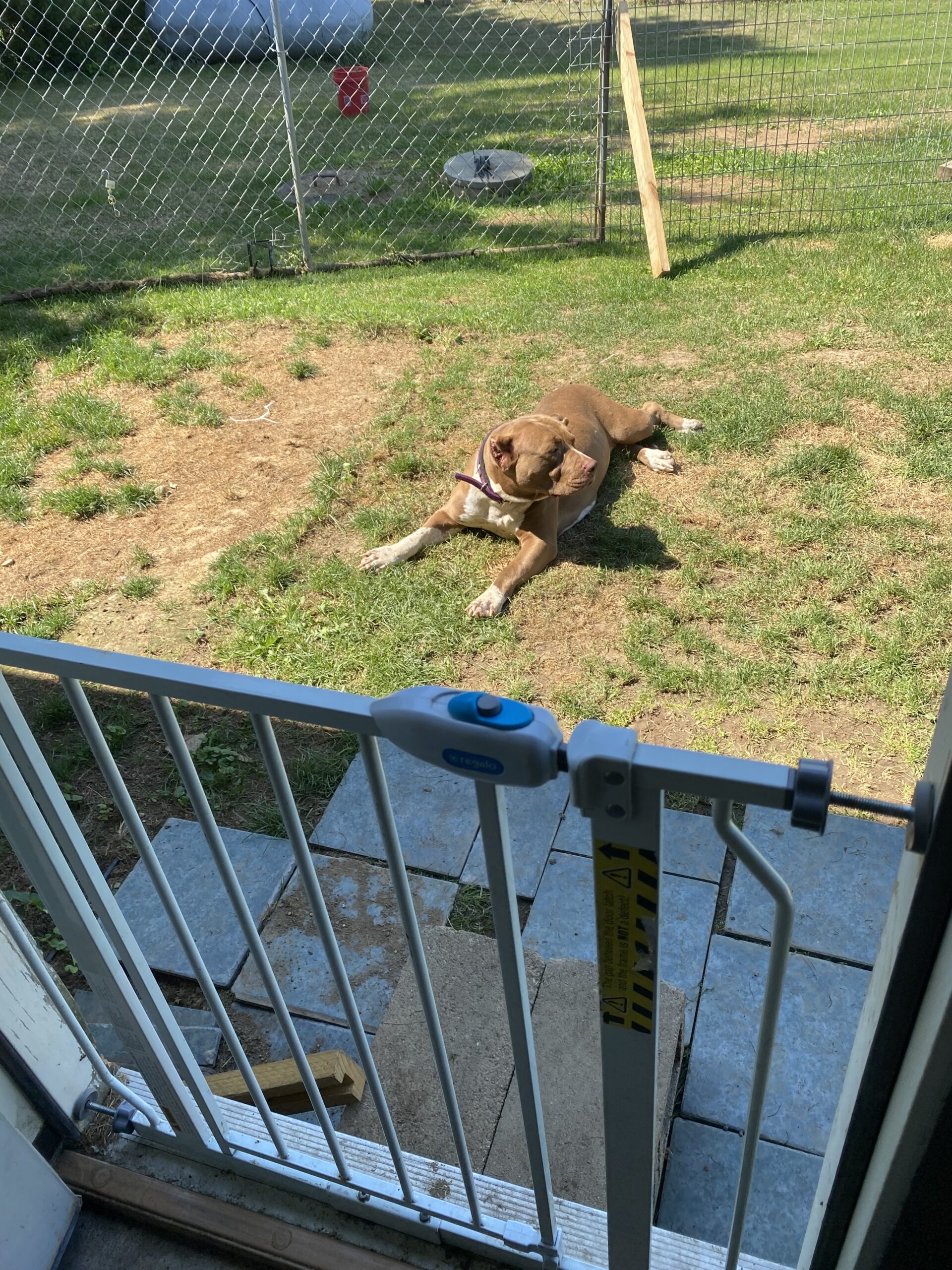 Dog Featured Image