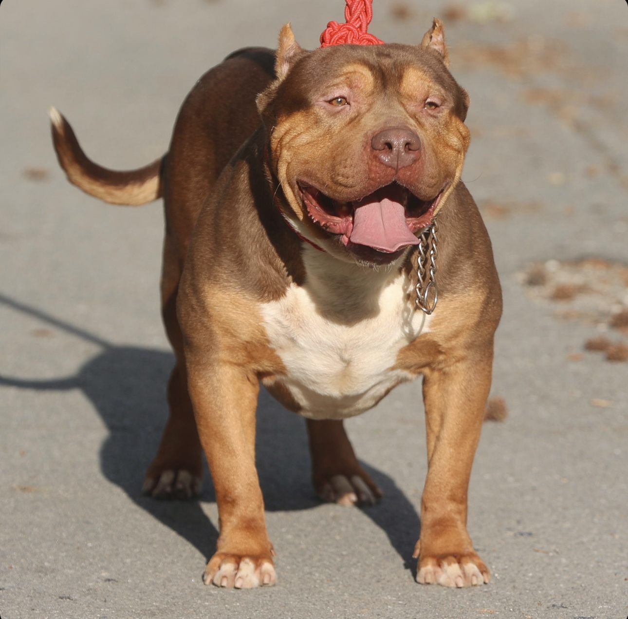 Dog Featured Image