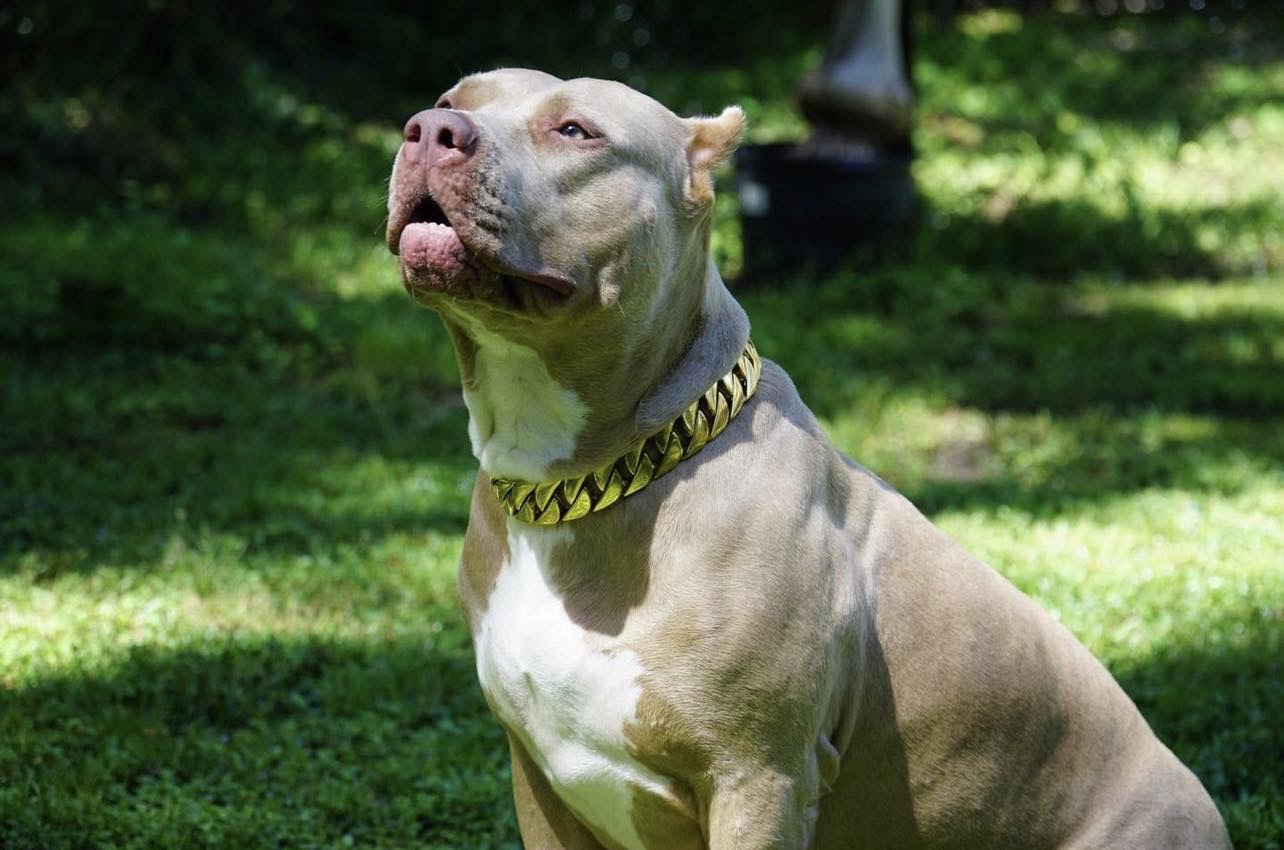 Dog Featured Image