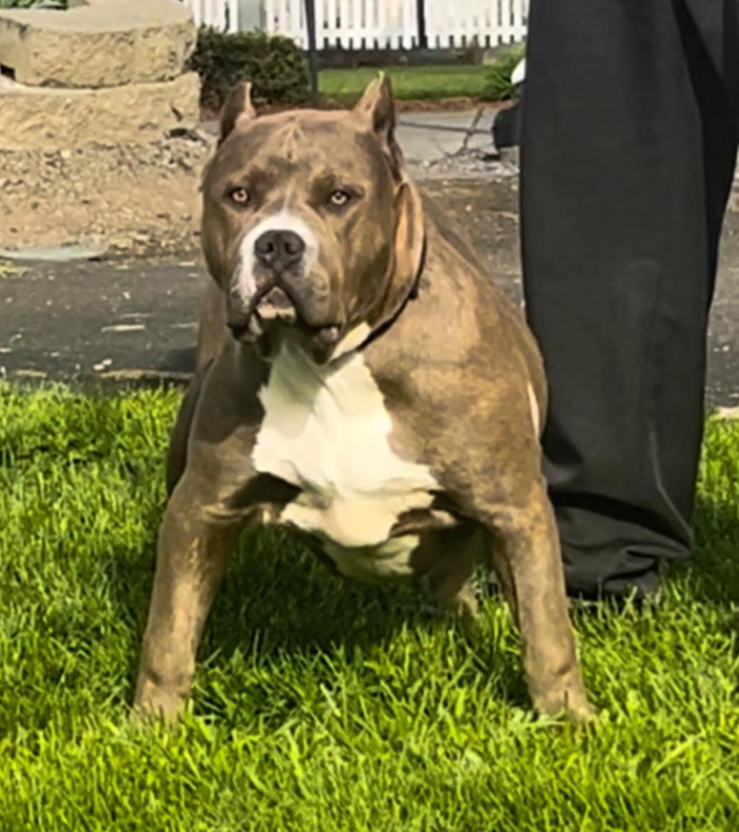 Dog Featured Image