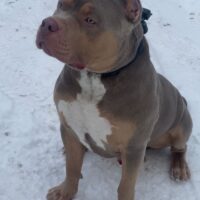 Dog Featured Image