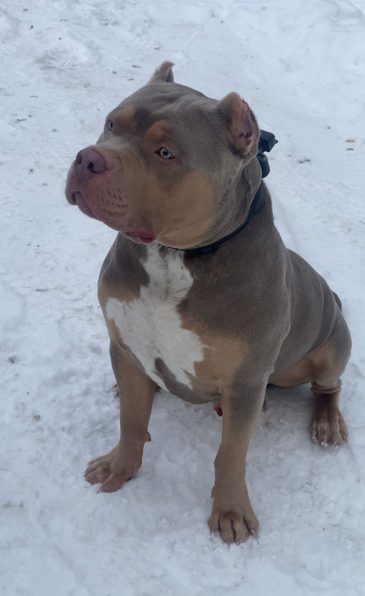 Dog Featured Image
