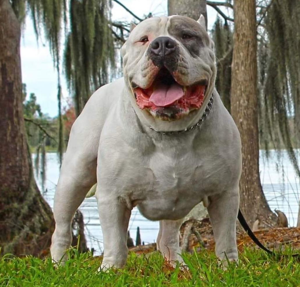 Dog Featured Image