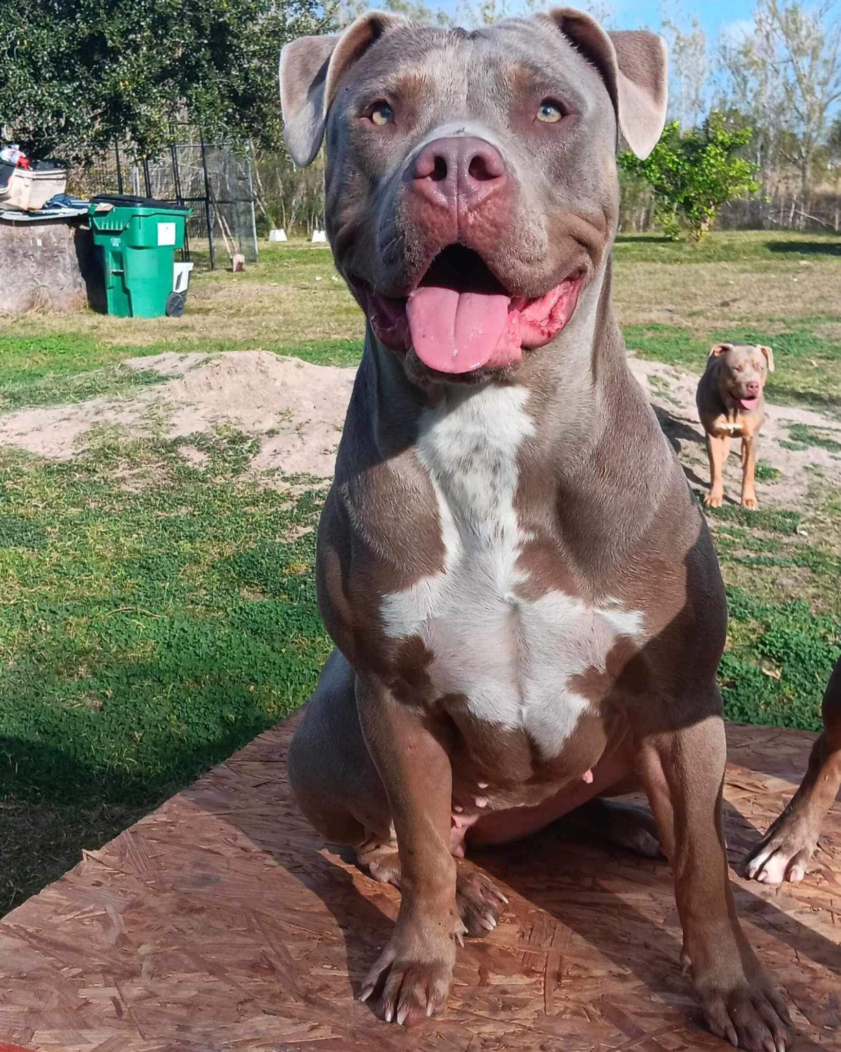Dog Featured Image
