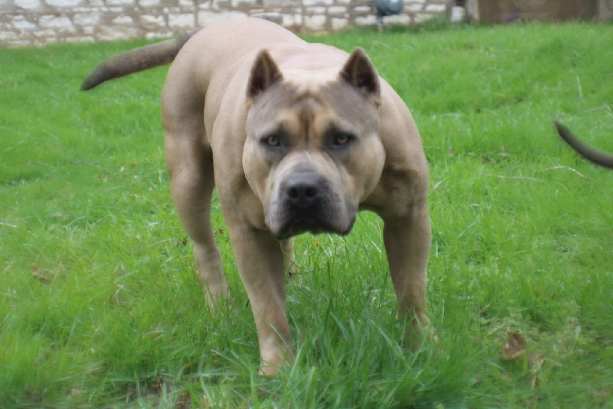 Dog Featured Image
