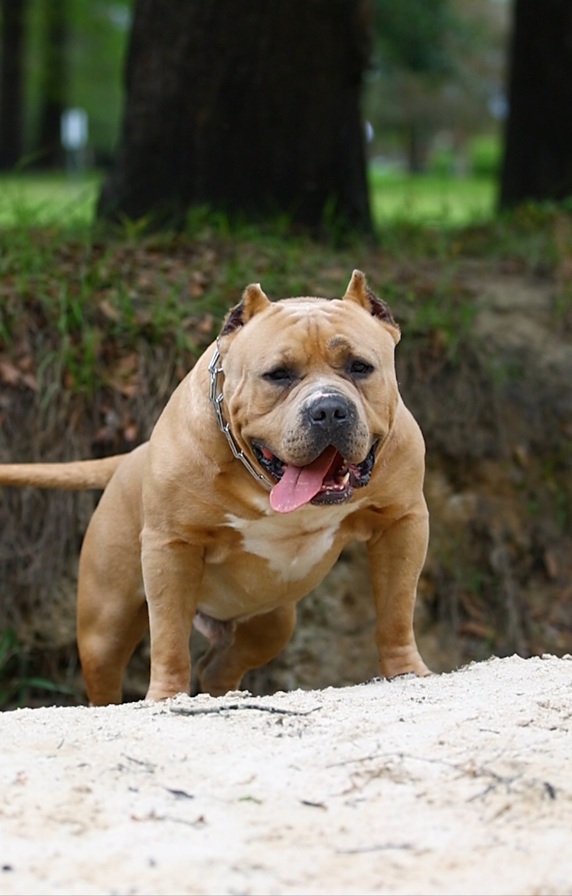 Dog Featured Image