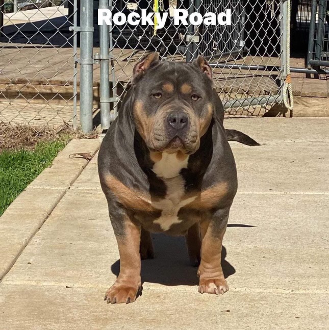 Dog Featured Image