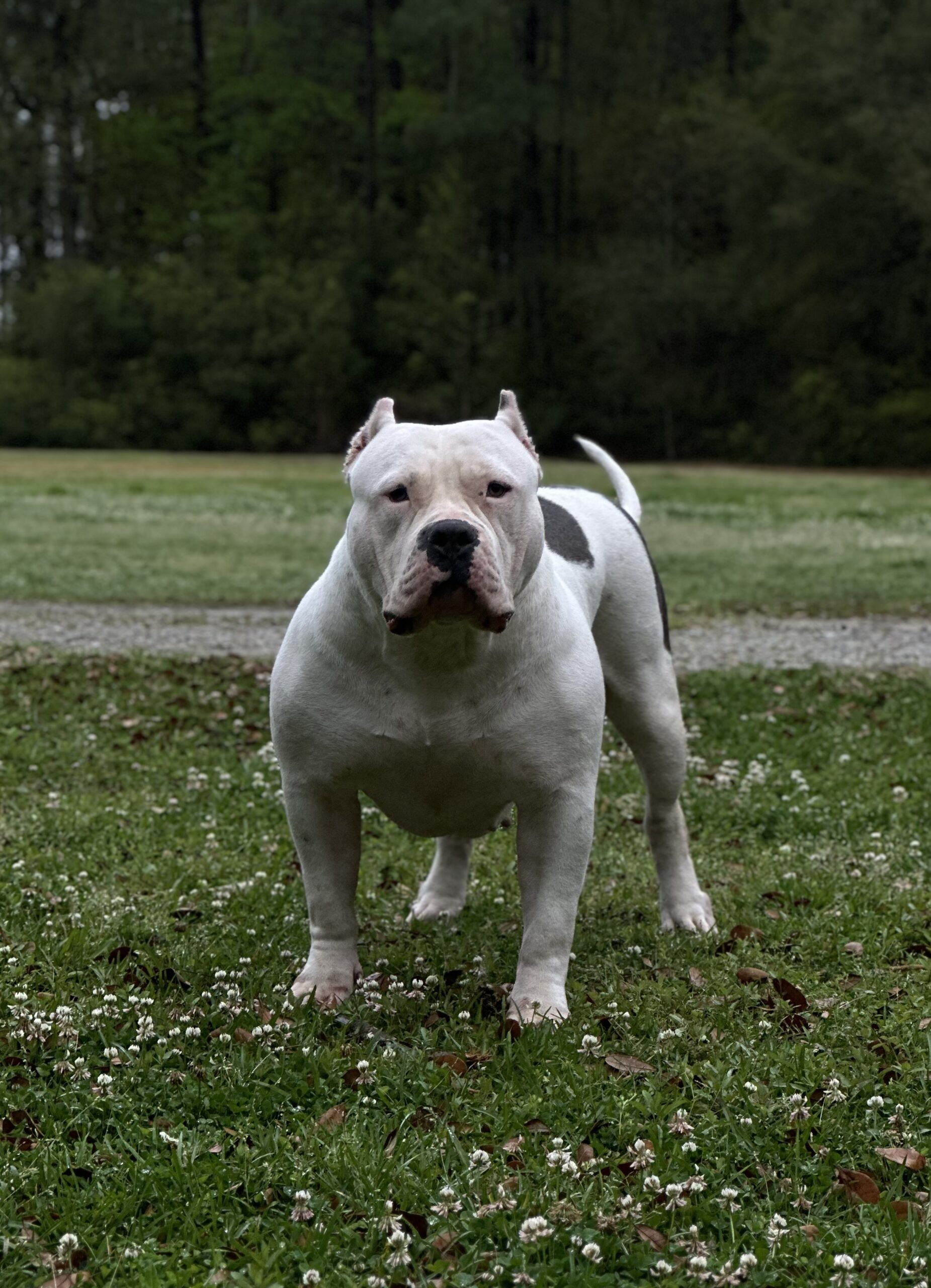 Dog Featured Image